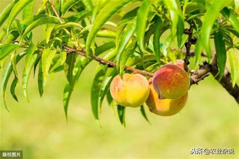 桃樹種植|如何種植桃樹：何時種植以及如何種植